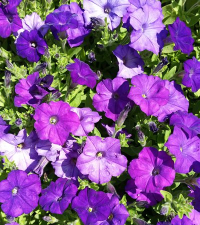 Petunia Shock Wave® Denim